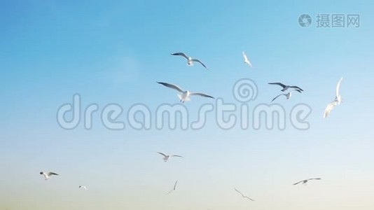 鸟兽海鸥在明亮的蓝天上飞翔视频