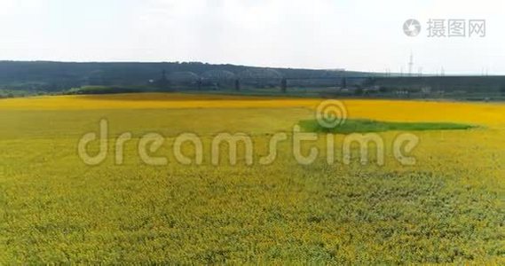 空中植物野外无人机视频