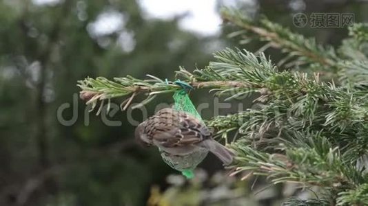 雄鸟麻雀在鸟肥球上寻找种子视频