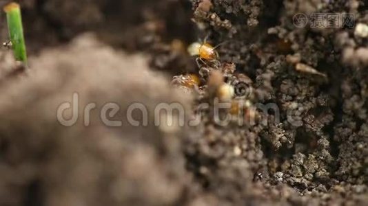 蚂蚁在干田里建房子视频