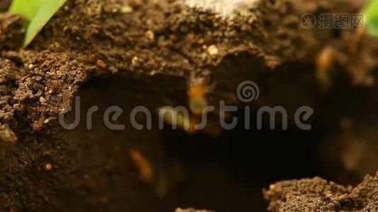 蚂蚁在干田里建房子视频