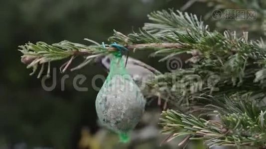 家雀在鸟肥球上寻找种子视频