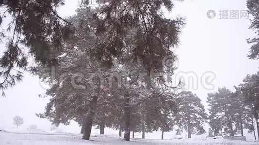 冬天的暴风雪在公园里的松树上，松树公园里覆盖着暴风雪。视频