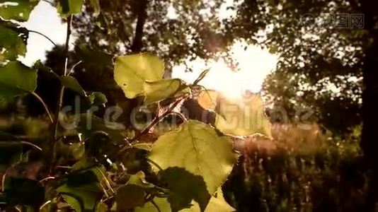 阳光照在树叶上。视频