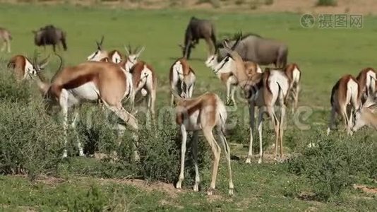 天然生境中的春羚羚羊视频