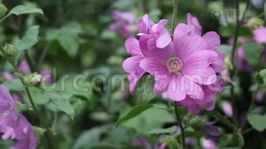 花园里的紫花，特写，高清镜头视频