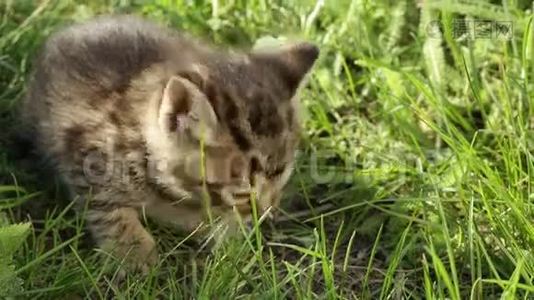 草地上的小猫视频