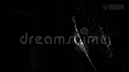 一只大蜘蛛晚上坐在网上。 一只蜘蛛猎捕昆虫喝他们的血视频