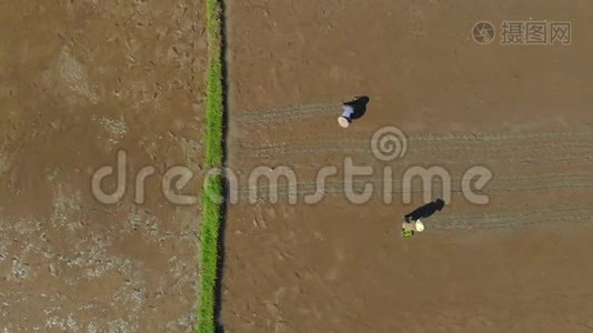 一群农民在大田上种水稻的航拍镜头.. 前往巴厘岛视频