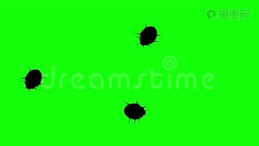 绿色屏幕上的三只甲虫，CG动画剪影，无缝循环视频