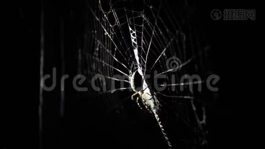 一只大蜘蛛晚上坐在网上。 一只蜘蛛猎捕昆虫喝他们的血视频