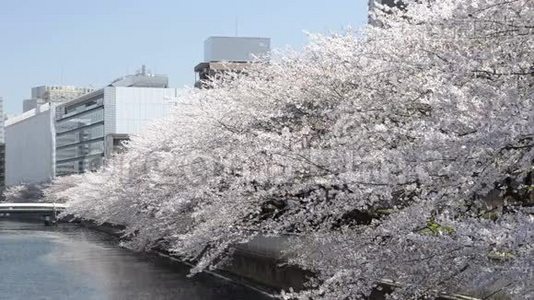 日本的大樱花视频