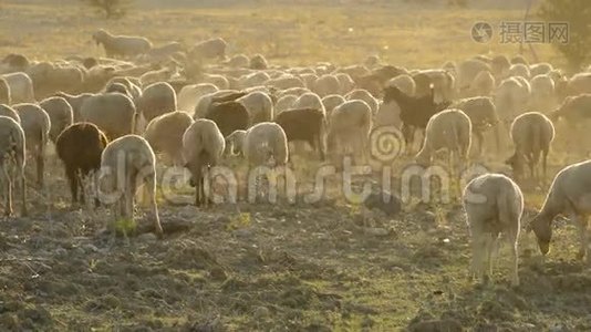 日落时成群的羊散步和放牧，牲畜视频