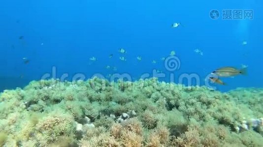 地中海海礁海洋生物.视频