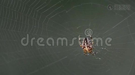 花园蜘蛛视频
