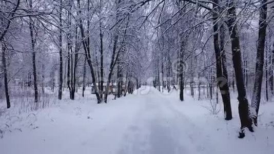 冬天在马祖里诺公园散步视频