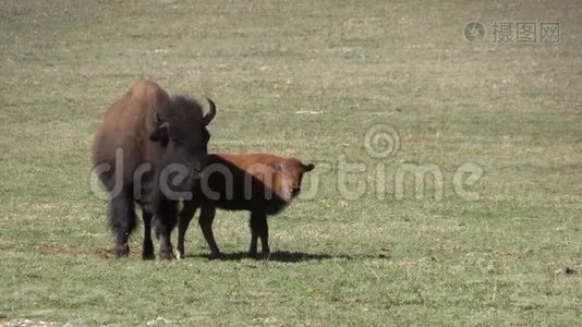 野牛和牛犊在草甸视频