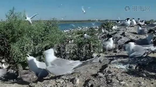 桑地三明治。 沙岛上一大群燕鸥中的幼鸟视频