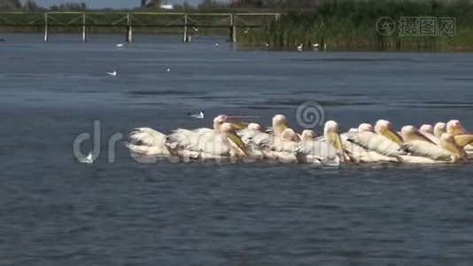 大白，一群鸟在河口捕鱼。视频