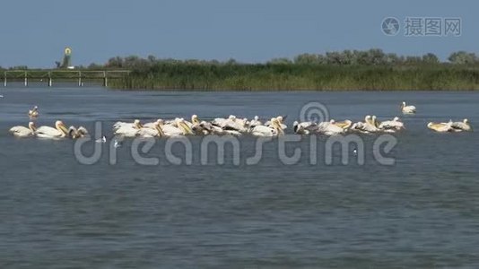 大白，一群鸟在河口捕鱼。 敖德萨地区图兹拉河口视频