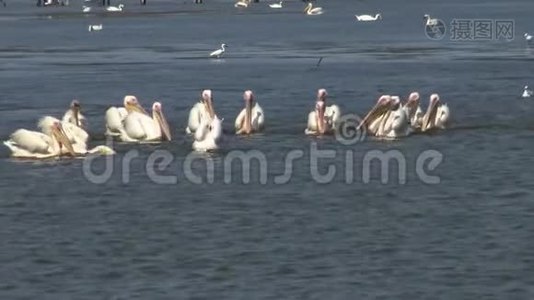 大白，一群鸟在河口捕鱼。 敖德萨地区图兹拉河口视频