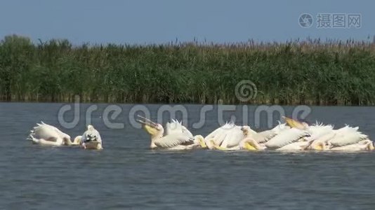 大白，一群鸟在河口捕鱼。 敖德萨地区图兹拉河口视频