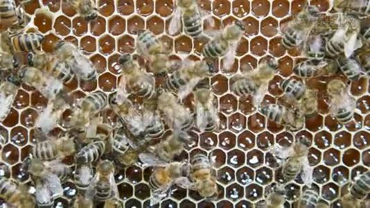 一群蜜蜂在蜂巢里工作。视频