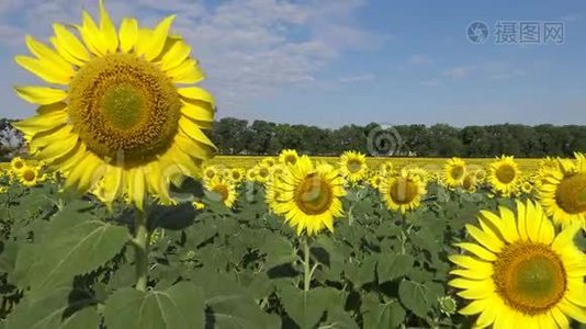 一片盛开的向日葵的田野.. 常见的向日葵海莲花..视频