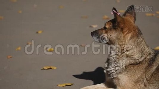 秋天公园里的狗视频
