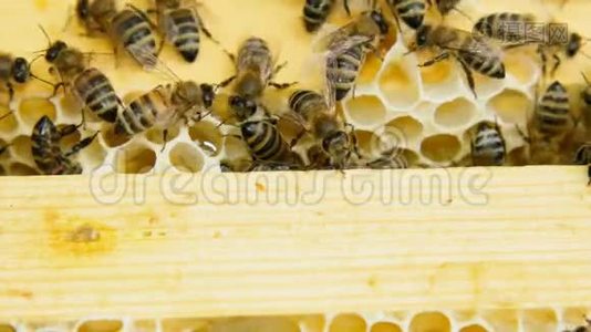 一群蜜蜂在蜂巢里工作。视频
