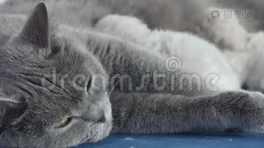 猫喂养她新出生的小猫，特写镜头视频