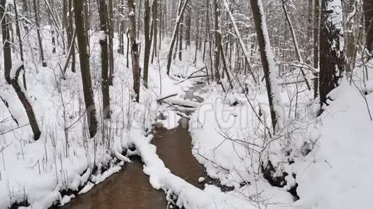 美丽的冬季景观，白雪覆盖的树木。视频