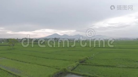 巴厘岛4K试飞绿色稻田视频