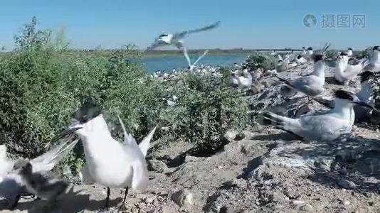 桑地三明治。 沙岛上一大群燕鸥中的幼鸟视频