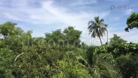 热带雨林视频