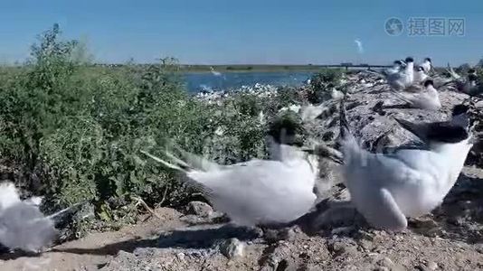 桑地三明治。 沙岛上一大群燕鸥中的幼鸟视频