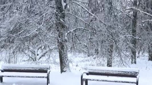 公园里的雪林视频