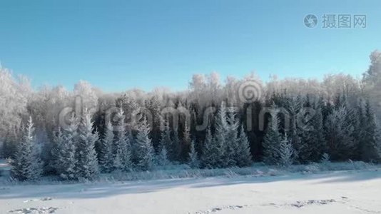 一片美丽的冬霜森林，那里的树木都是白色的霜冻视频