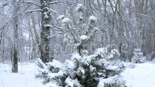 公园里的雪林视频