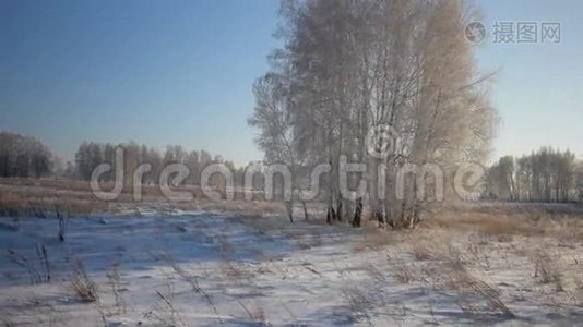 冬季乡村公园有雪的树木视频