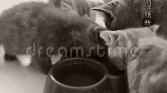 小猫从碗里吃宠物食物视频