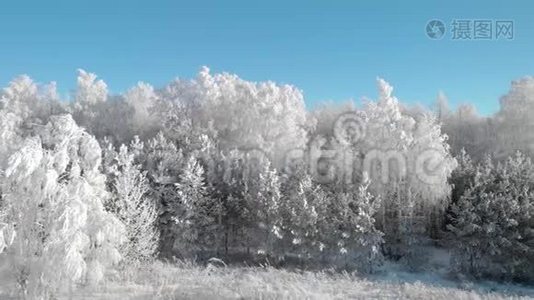 一片美丽的冬霜森林，那里的树木都是白色的霜冻视频