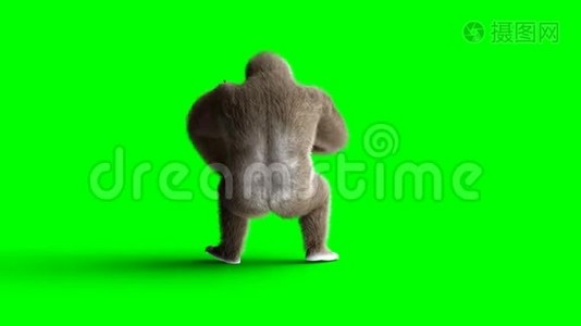 有趣的棕色大猩猩打鼓。 超级逼真的皮毛和头发。 绿屏4K动画..视频