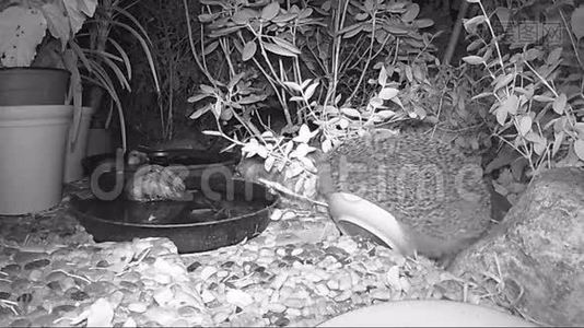 欧洲刺猬晚上在花园里喂猫食。视频