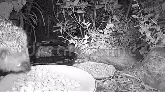 欧洲刺猬晚上在花园里喂猫食。视频
