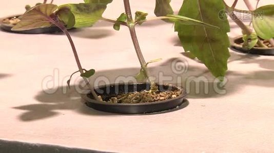 在特殊灯具下用水培植物生长视频