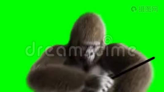 有趣的棕色大猩猩打鼓。 超级逼真的皮毛和头发。 绿屏4K动画..视频