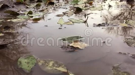 秋天的黄叶浮在水坑里是雨视频