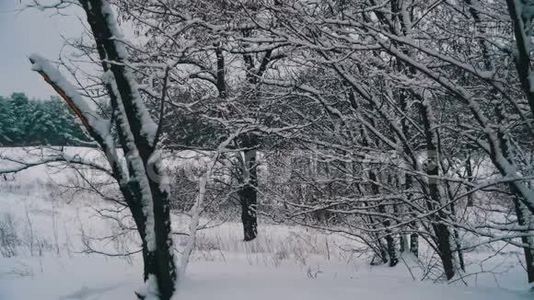 在冬天的时候，白雪覆盖的树枝落下了雪。 慢动作视频