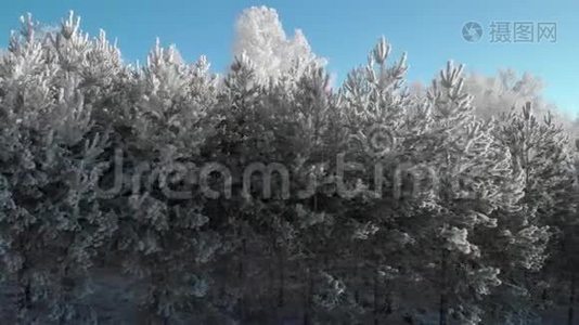 一片美丽的冬霜森林，那里的树木都是白色的霜冻视频